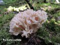 Ramaria pallida-amf418